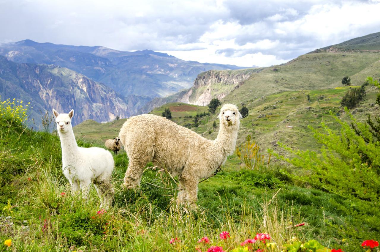 La Granja Del Colca Villa Cabanaconde Exterior photo